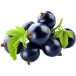 Black currant